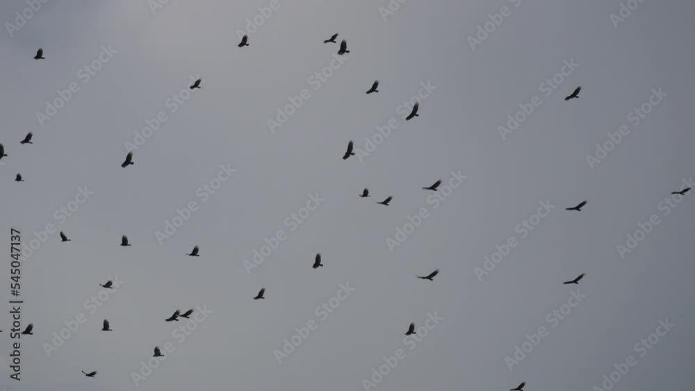 Hundred of Birds Circling in the Sky, a Flock of Crows. Raven Bird Slow Motion Hundred of Birds Circling in the Sky, a Flock of Crows. Raven Bird Slow Motion