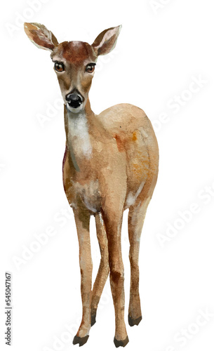 Tela roe deer isolated on white background