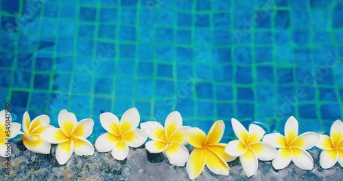 Flowers float in a single row at the adge of swimming pool. Infomercial. Blue water background. White plumeria frangipani. Top down close-up static view. Edge of reservoir. photo