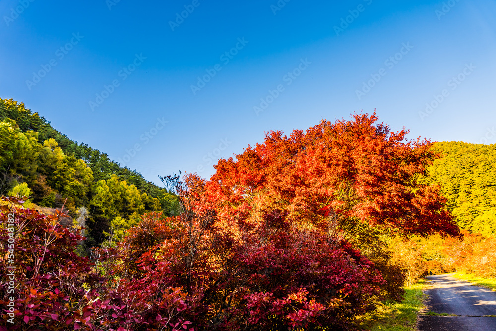 もみじ湖(箕輪ダム)で撮影した紅葉のある風景 もみじ湖(箕輪ダム)で撮影した紅葉のある風景