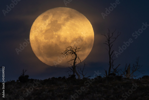 Full Moon Rising over Dead Trees photo