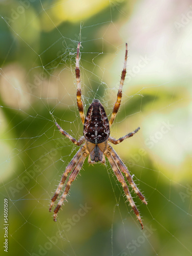 PA9061963 dorsal view of a colorful cross orb weaver spider, Araneus diadematus, cECP 2022