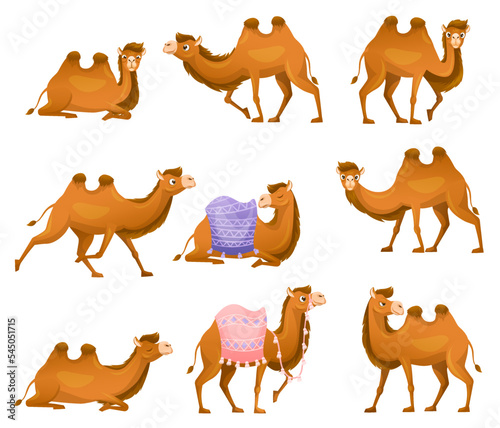 Brown Camel as Even-toed Ungulate Desert Animal in Different Pose Vector Set