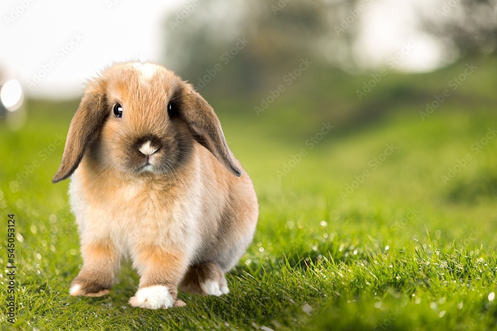 Little wild rabbit or bunny on the green grass. Little wild rabbit or bunny on the green grass.
