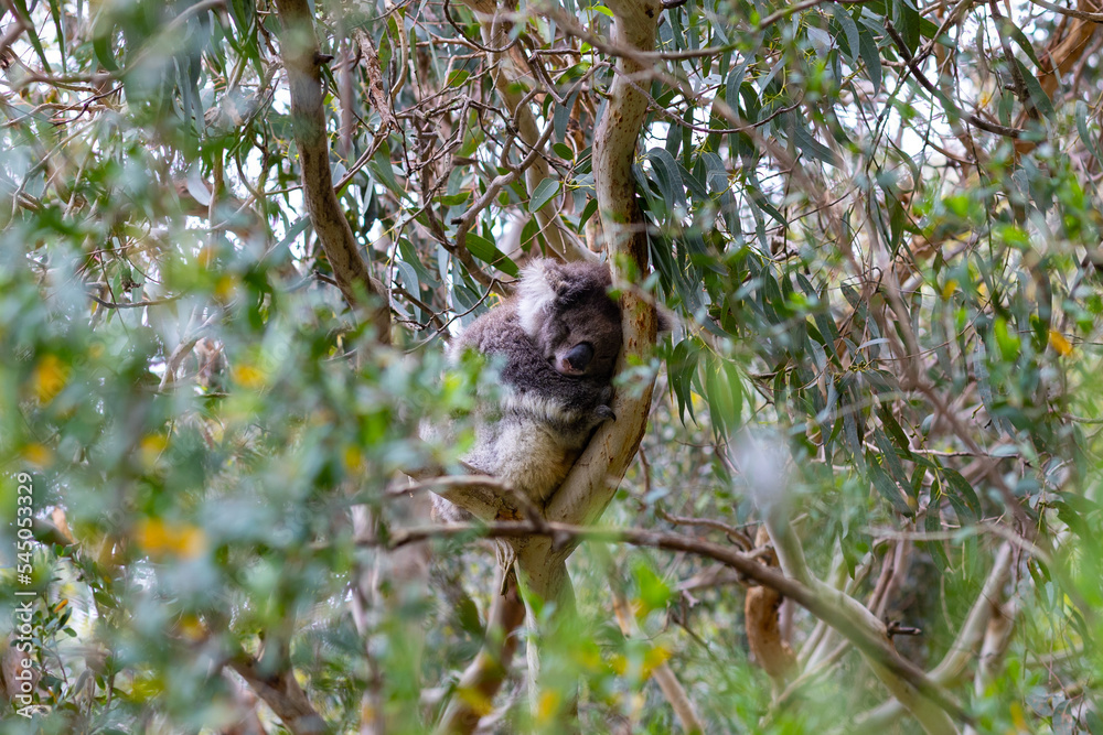 Koala Bear napping on a tree 
