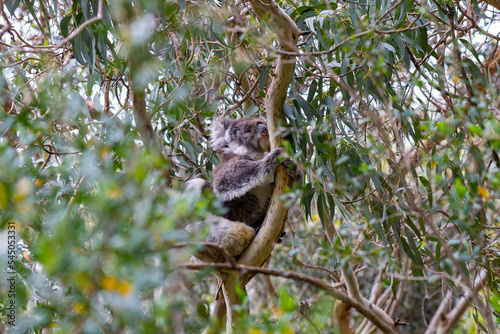 Canvas Print Koala Bear on a tree looking upwards