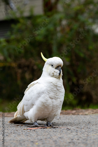 A yellow-crested cockatoo standing on the ground
