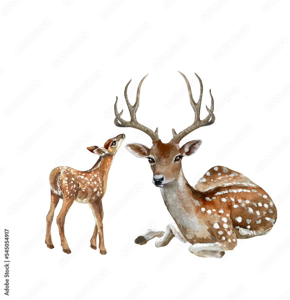 Fototapeta premium Two deer isolated on white