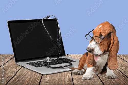 Cute domestic dog at the desk with a laptop