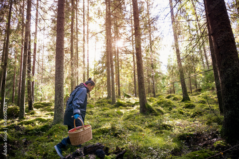 Woman picking mushrooms in forest Woman picking mushrooms in forest