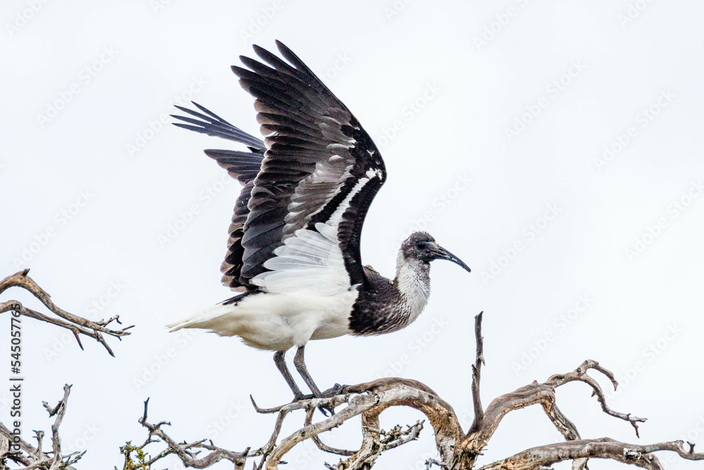 Straw-necked Ibis in Western Australia Straw-necked Ibis in Western Australia