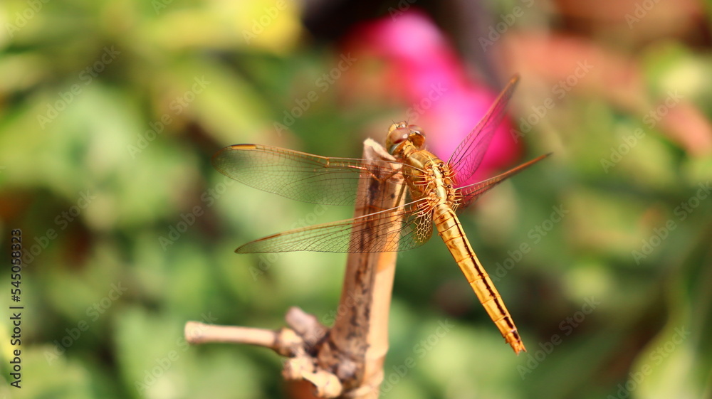 Golden Dragonfly photography 