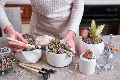 Woman cultivating houseplants groups in a pots on concrete table - Echeveria and Pachyveria opalina Succulents