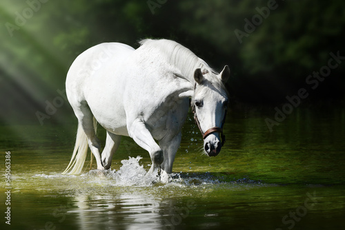 horse shooting in the water