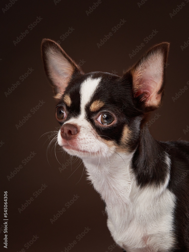 little funny dog. tricolor chihuahua on brown background in studio 