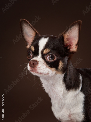 little funny dog. tricolor chihuahua on brown background in studio  © annaav