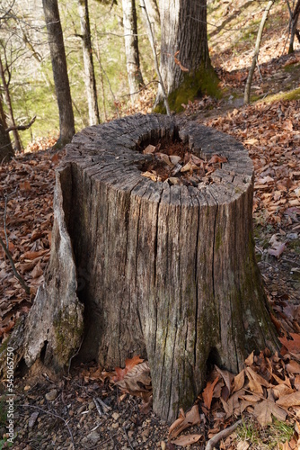 Tree Stump in Forest 