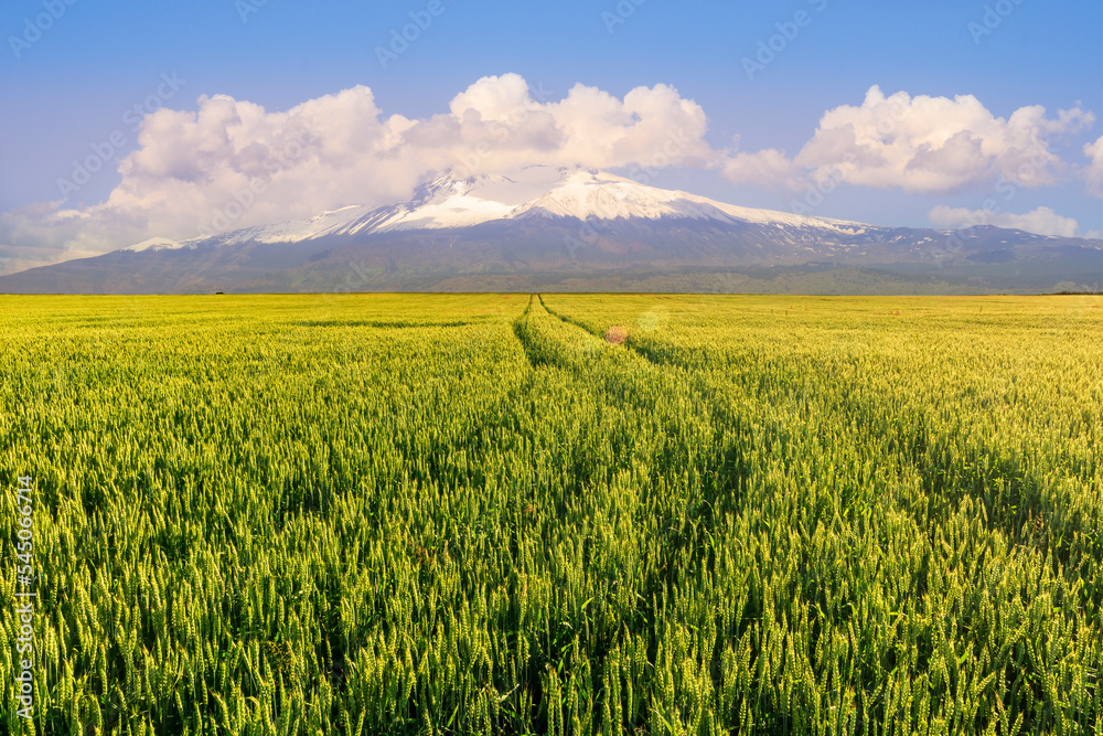  view at beautiful summer wheaten shiny field with golden wheat, with road, leading to amazing high mountain with snow and white clouds with deep blue cloudy sky