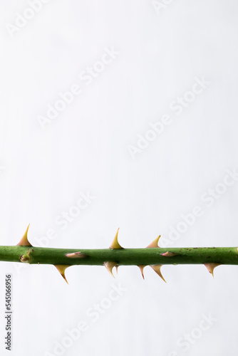Isolated rose stem with thorns on white background