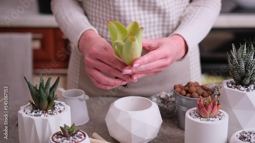 house gardening - Woman holding Echeveria succulent rooted cutting plant ready for planting photo