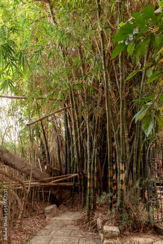 Thickets of tall bamboo in the Gardens Almona collection, in the rays of the setting sun, in the Druze village of Julis in northern Israel