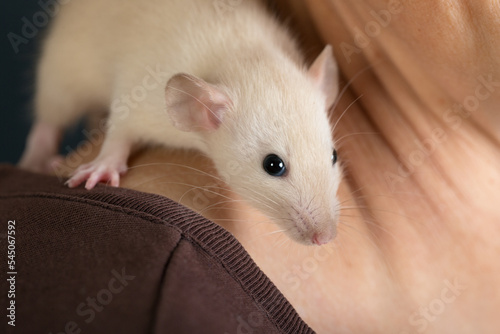 white baby rat close up