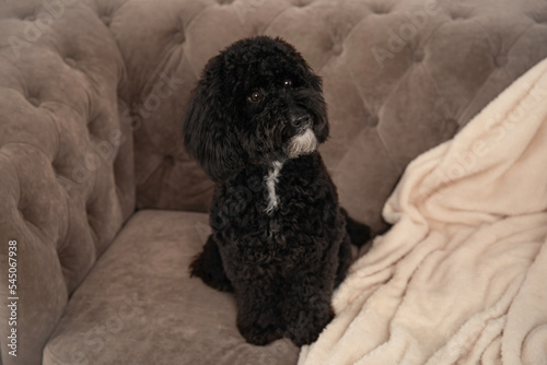 Cute black toy poodle sitting on sofa