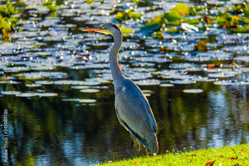 Great grey heron water fishing bird hunting fish