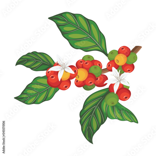 Coffee Tree, Coffee Branch, Coffee Beans, Coffee Plant, Coffee Vector, Coffee Illustration