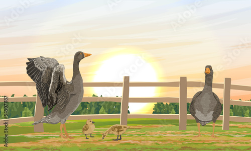 A family of gray geese and goslings stand behind a fence in the backyard. Farm Birds. Agricultural vector realistic landscape