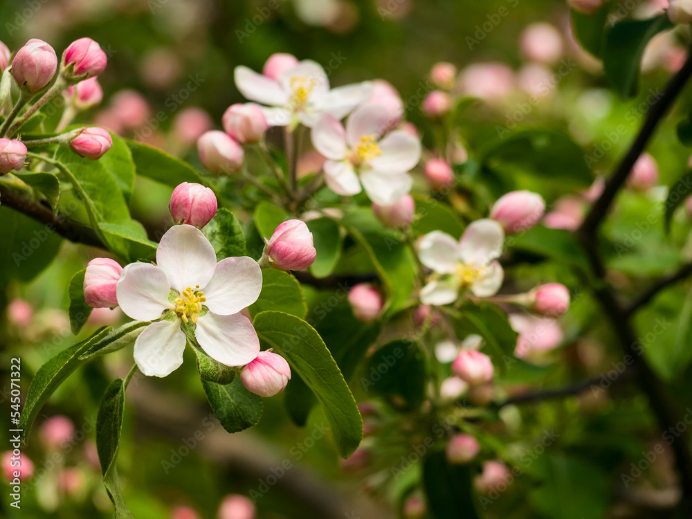 Spring flowers on apple-tree branches Spring flowers on apple-tree branches