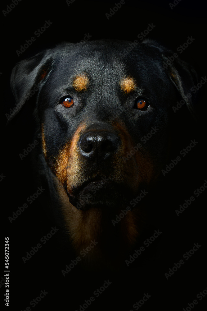 Rottweiler studio shot portrait Rottweiler studio shot portrait