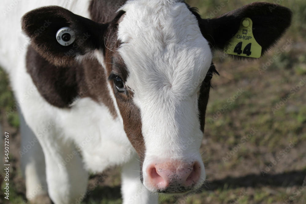 Cows fed on New Zealand grass with regenerative agriculture Cows fed on New Zealand grass with regenerative agriculture