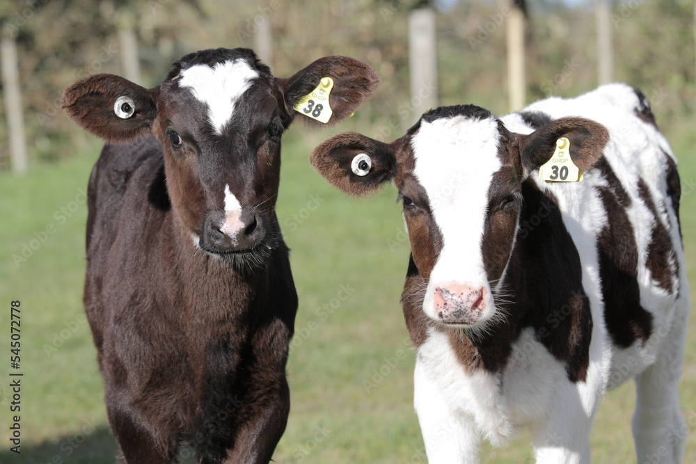 Cows fed on New Zealand grass with regenerative agriculture Cows fed on New Zealand grass with regenerative agriculture