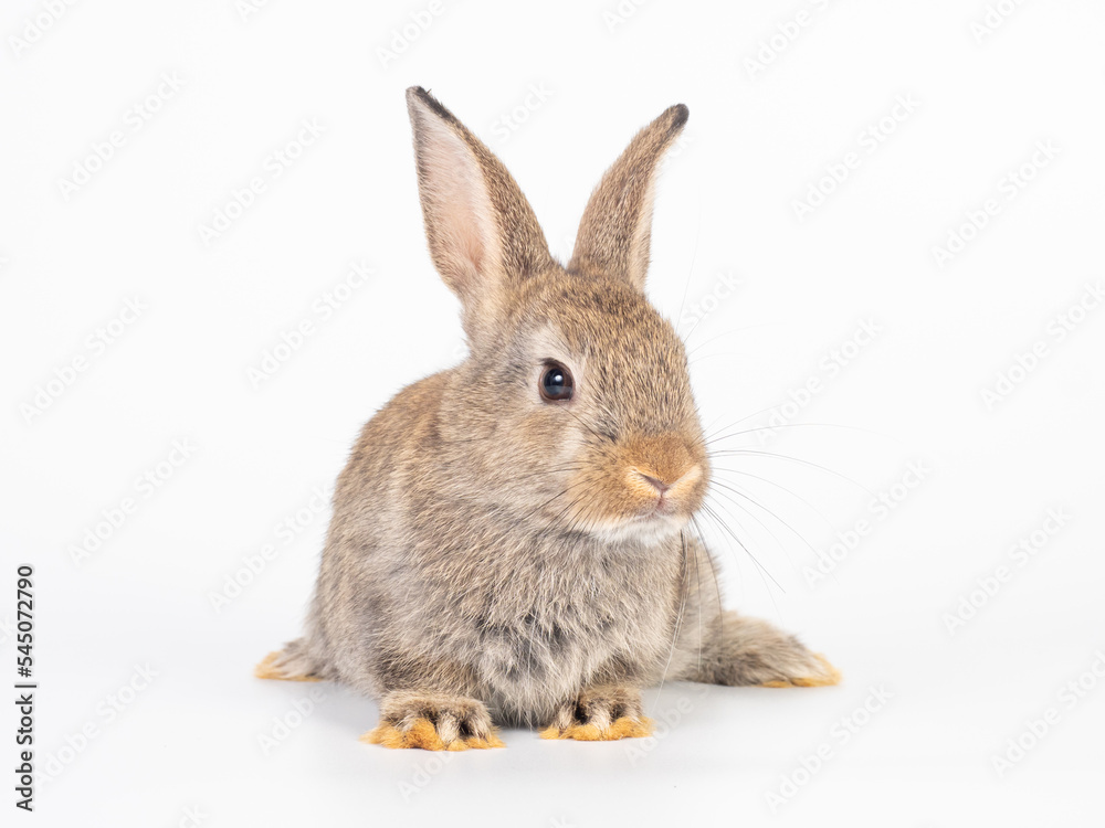 Front view of baby brown rabbit sitting on white background. Lovely action of young rabbit. Front view of baby brown rabbit sitting on white background. Lovely action of young rabbit.