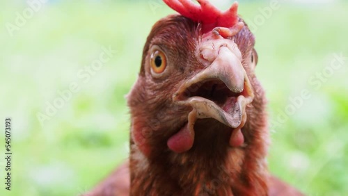 Brown chicken walking in garden 