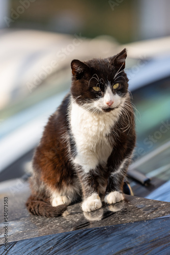 close up portrait of a cat