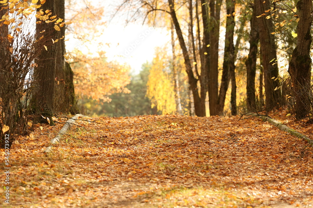 alley with yellow and orange foliage at autumn time