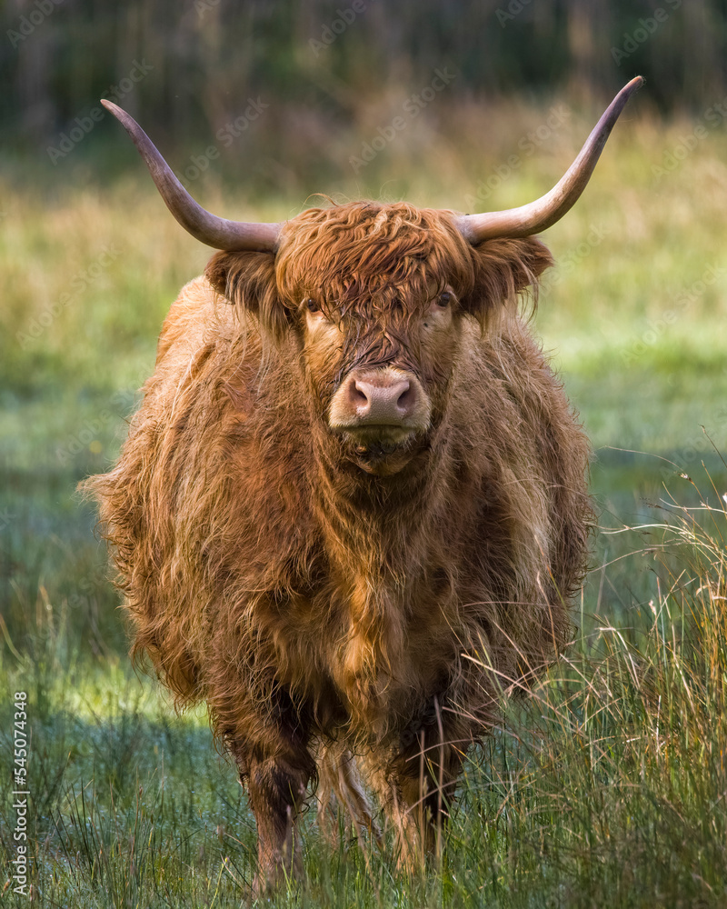 highland cow in the meadow highland cow in the meadow
