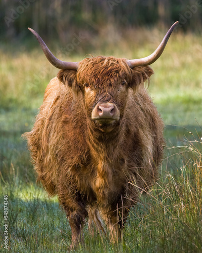 highland cow in the meadow