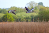 two greylag geese flying 