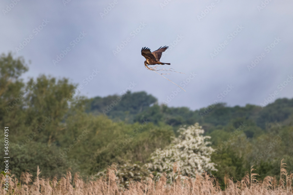 marsh harrier flying in the sky with nest material in beck marsh harrier flying in the sky with nest material in beck
