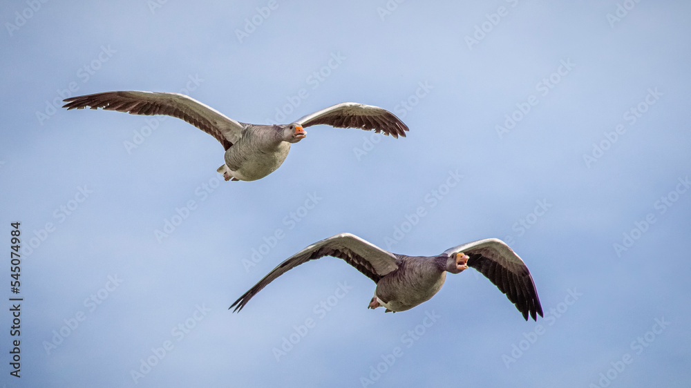 Fototapeta premium two greylag geese flying 