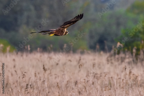 marsh harrier flying low in the sky over reeds 