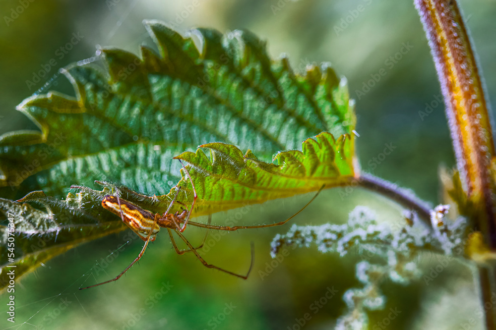 spider, tetragnatha montana on underside of leaf