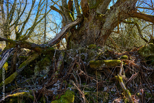 Wild and sprawling vegetation structures, deserted village of Gruorn, former military training area of the Münsingen Unincorporated Area, Swabian Alb Nature Reserve, Baden-Württemberg, Germany. photo