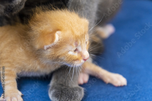 Newborn orange tabby cat with its mother's paw, kitten concept, half-open eyes newborn cat is laying down, cute small kitten concept, funny red baby cat