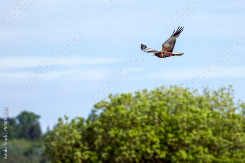 marsh harrier flying in the sky