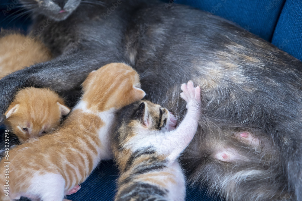 Wide angle newborn cats drink milk from their mother's breast, kitten concept, cute pet idea, sitting view, colorful newborn cats, cat breastfeeding