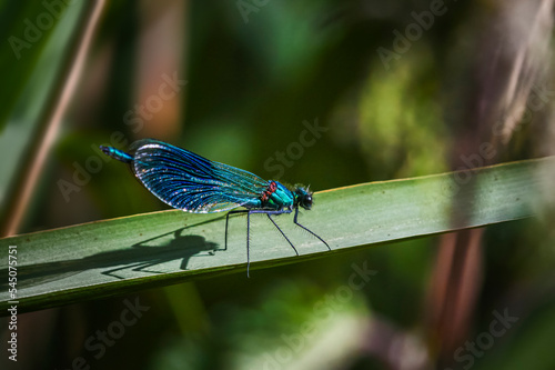 damselfly fly on leaf © Andrew